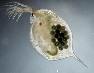 电池安全之LiCoO2和三元正极材料的毒性 电池安全之LiCoO2和三元正极材料的毒性