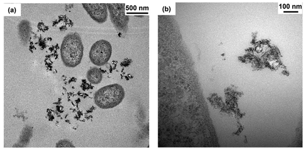 电池安全之LiCoO2和三元正极材料的毒性 电池安全之LiCoO2和三元正极材料的毒性