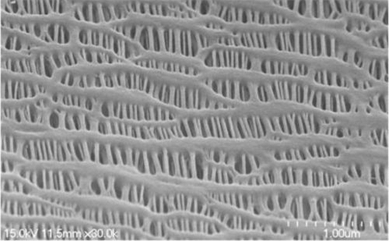 低成本多功能隔膜有望大幅提高锂电寿命 低成本多功能隔膜有望大幅提高锂电寿命