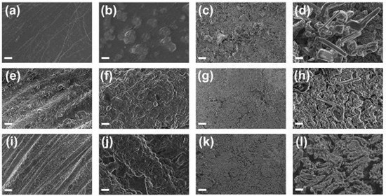 山东大学AM:一招N、P共掺杂改性3D碳骨架制备稳定的3D锂金属负极