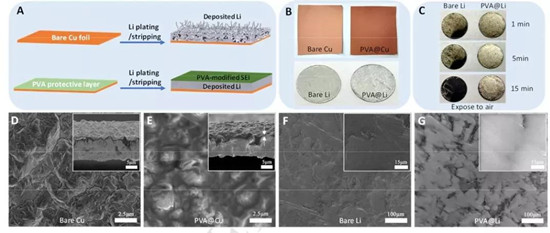 聚乙烯醇界面保护,助力高稳定性锂金属负极
